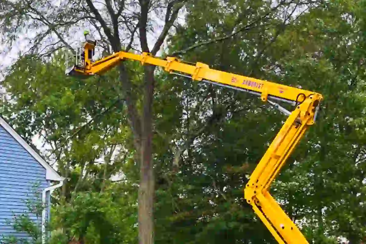 Tree Pruning in Hamilton Township