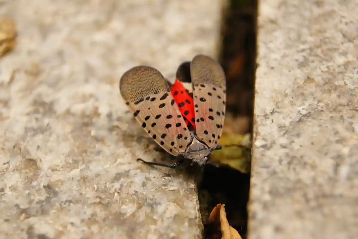 Spotted Lanternfly