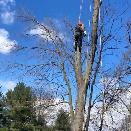 Tree Service Hamilton NJ