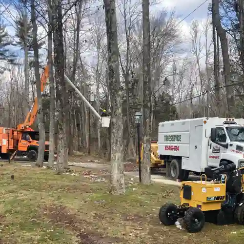 Tree Service in Hamilton NJ