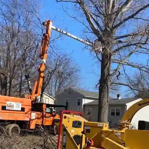 Professional Tree Service