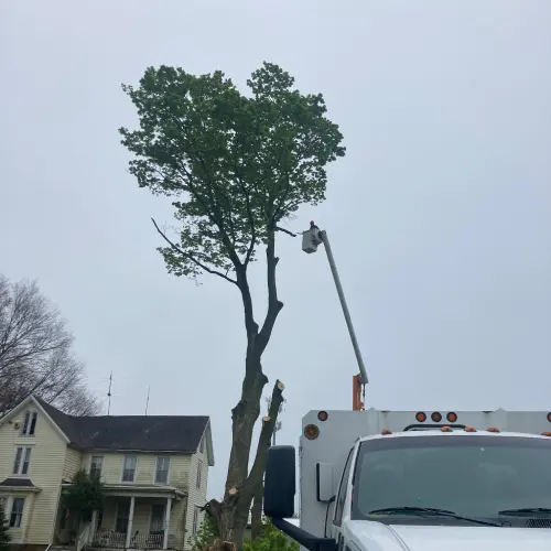 Tree Cutting Hamilton NJ