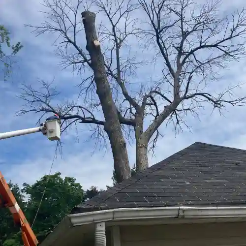 Hamilton Township Tree Cutting