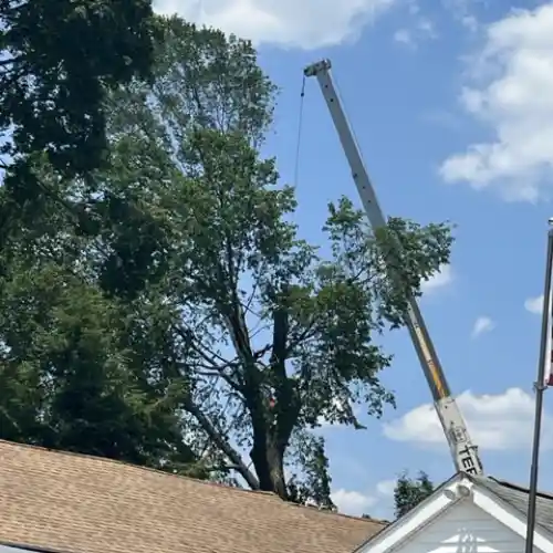 Tree Service 08619