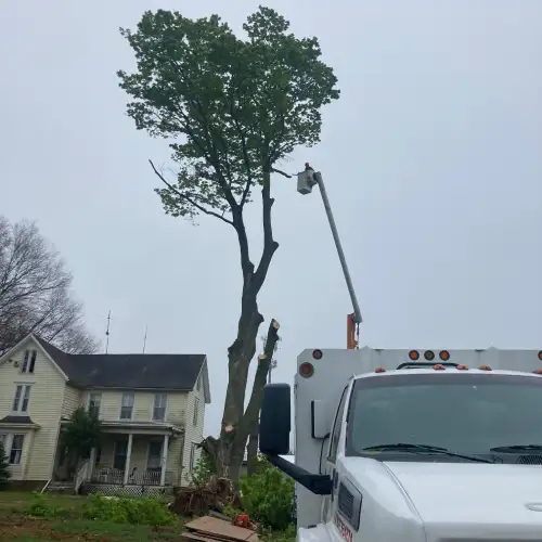 Tree Service 08650