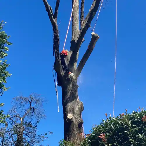 Tree Service in Hamilton