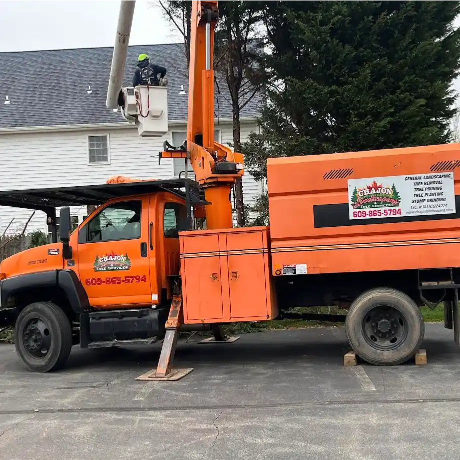 Tree Removal Services in Hamilton, NJ